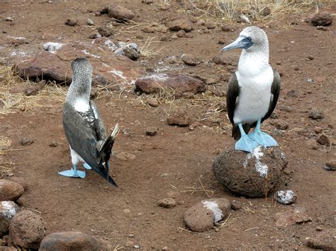 Blue Footed Boobie Mating Dance Free Stock Photo - Public Domain Pictures