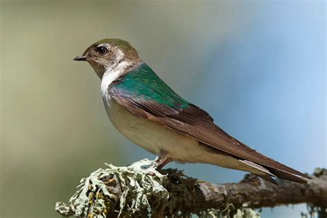 The Wildlife of Bryce Canyon National Park - Animals Network