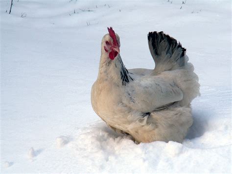 Advice for Keeping Chickens In Winter - Keeping Chickens UK