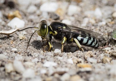 Sand Wasp season — Life in a Southern Forest