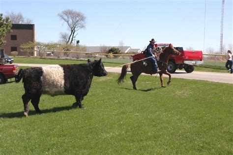 Livestock on campus - Archives - LibGuides at McHenry County College