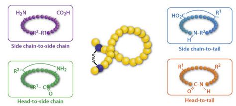 Cyclic Peptide Synthesis - Bio-Synthesis