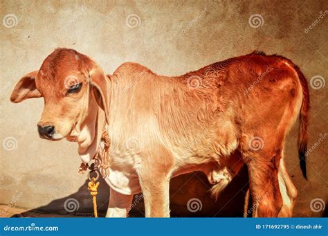 Gir Cow Baby Calf,beautiful South America Cow Calf Stock Image - Image of green, little: 171692795