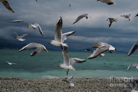 Seagulls Flying At A Beach by Longland River