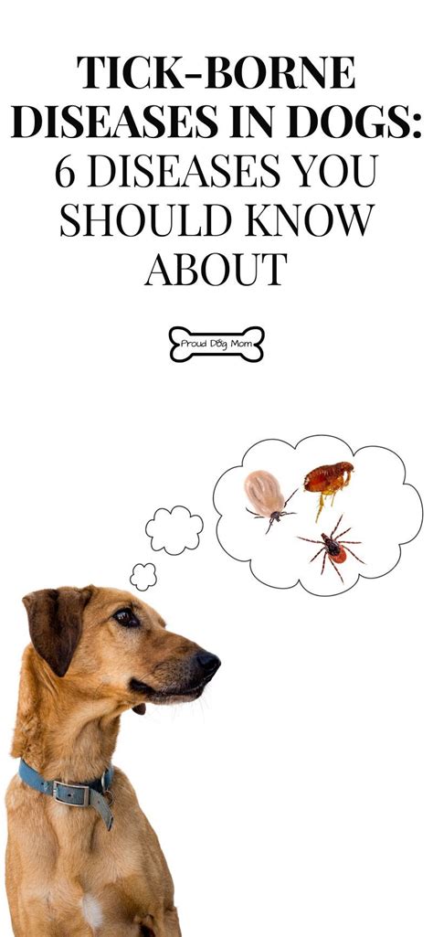 Tick-Borne Diseases In Dogs: 6 Diseases You Should Know About | Dog ...