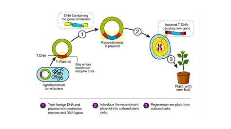 Recombinant Dna Diagram