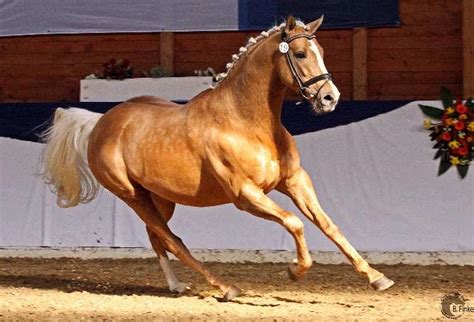 Allthegoldnftknox - Palomino Thoroughbred Stallion - Stable Express