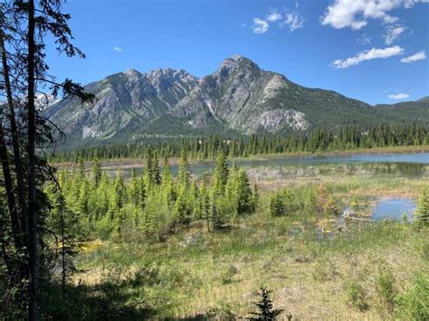 Banff Nature Walk - 2hrs | GetYourGuide