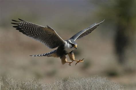 Aplomado Falcon Restoration | The Peregrine Fund