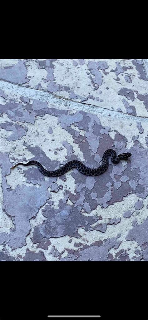 [FL, USA] Pygmy rattler? : r/whatsthissnake