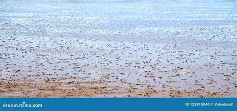 Wadden sea stock photo. Image of nature, coastline, wadden - 125910040