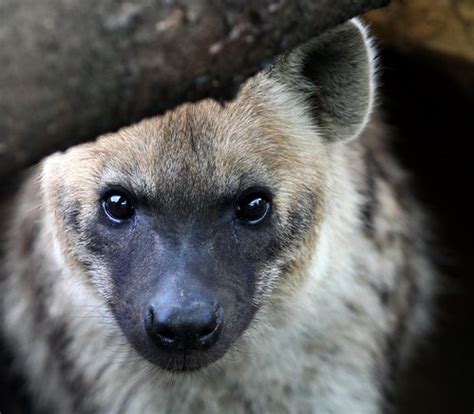 Balai | Zoo Osnabrück: Spotted hyenas | zoofanatic | Flickr