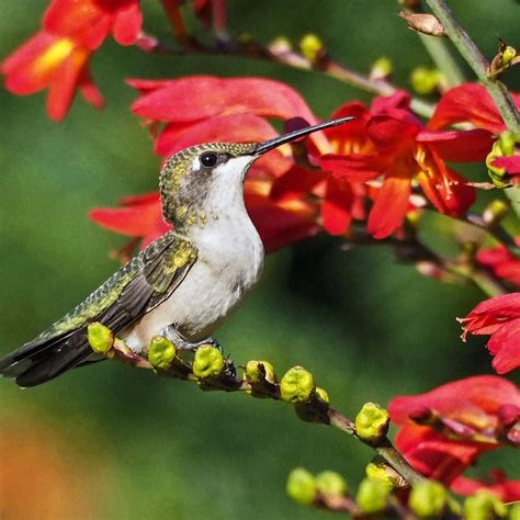 8 Flowers That Attract Hummingbirds | Taste of Home