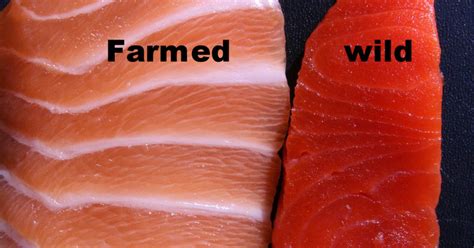 5 Reasons Why Wild Salmon Is Better Than Farmed