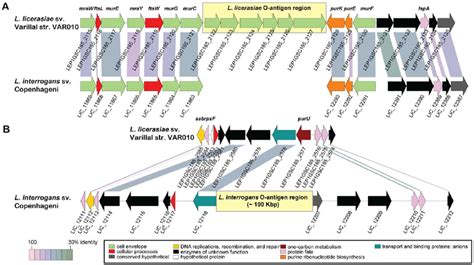 Structure of Leptospira O-antigen regions. The O-antigen region and... | Download Scientific Diagram