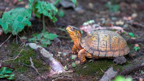 Maryland Native Species | The Maryland Zoo