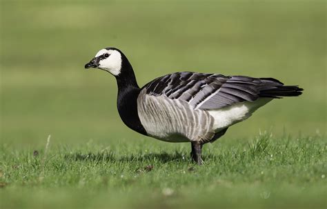 Record number of Barnacle Geese arrive in Dumfries & Galloway - BirdGuides