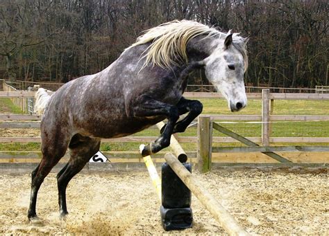 jumping | Andalusian horse, Horses, Black horses