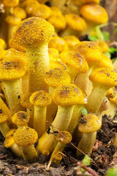 Young Yellow Edible Forest Mushrooms Honey Agaric Closeup Stock Photo - Image of fungi, autumn ...