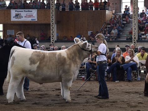 From Lindes Livestock Photos @ Iowa State Fair - Matt Lautner Cattle