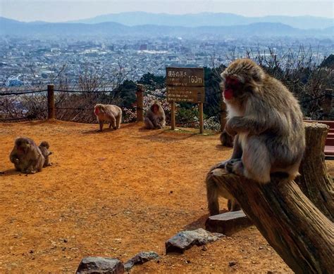 Arashiyama Monkey Park in Kyoto - Travel Photo Journal | Kyoto travel, Monkey park, Travel photos