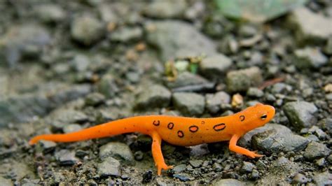 Is Salamander A Fish? – Acuario Pets