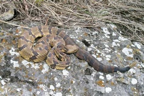 Can Prairie Rattlesnakes Kill You