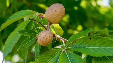 Buckeye Tree: Description, Types, Care, and Uses