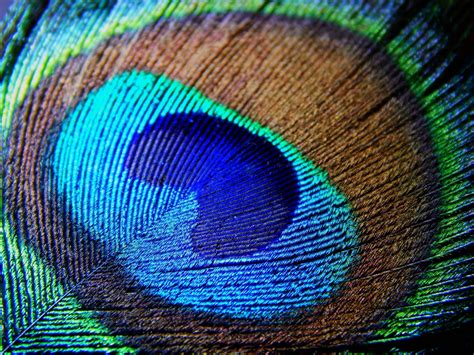 Peacock Feather Backgrounds - Wallpaper Cave