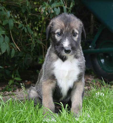 Irish Wolfhound Puppies Georgia | Irish wolfhound puppies, Irish ...