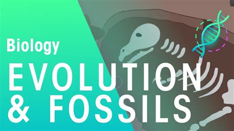 How Do Fossils Demonstrate Evidence Of Evolution Quizizz? Top Answer Update - Chiangmaiplaces.net