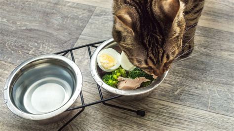 How To Choose Cat Food for Kidney Disease - The Cat Bandit Blog