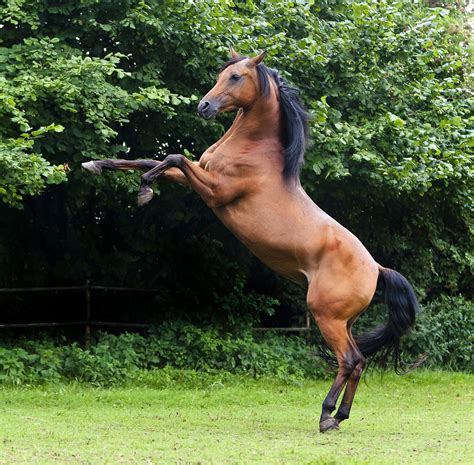 Increased inbreeding in thoroughbreds may compromise future ...