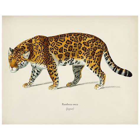 Bespoke Home - Jaguar Print