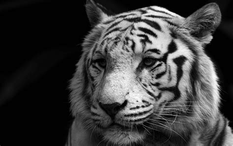 White Tiger Wallpapers Images Photos Pictures Backgrounds