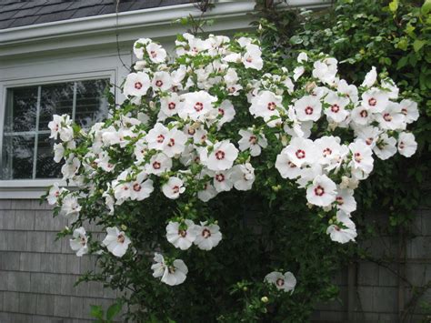 Rose of Sharon tree on Nantucket Landscaping Tips, Front Yard ...