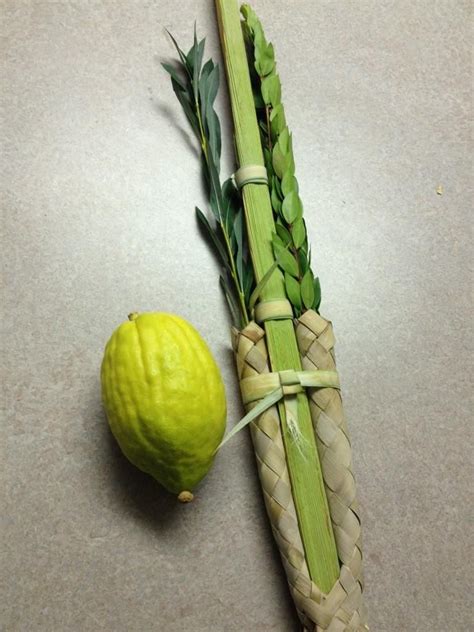 Etrog & lulav Etrog, Sukkot, Synagogue, Ark, Tablescapes, Celebrities, Jewish Art, Pictures, Celebs