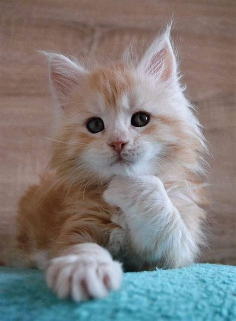 70+ Cute Maine Coons Kittens That Are Absolutely Adorable