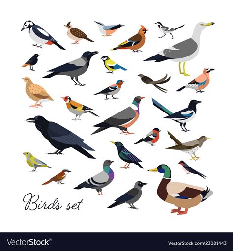 Bundle of city and wild forest birds drawn Vector Image