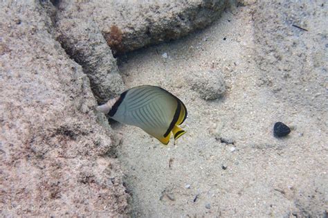 Snorkeling at Dravuni Island, Fiji