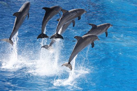 6 dolphins jumping | Nathan Rupert | Flickr