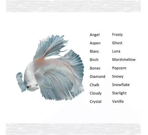 160 Best Betta Fish Names for Your Siamese Fighting Fish