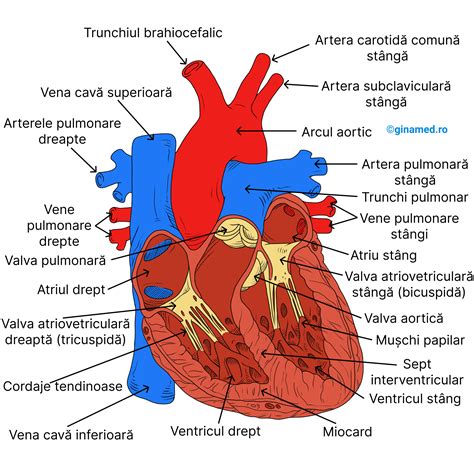 Sistemul cardiovascular - Biologie Barron's - GinaMed