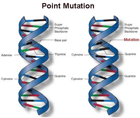 Mutation – Grade 9 Understanding for IGCSE Biology 3.34 3.37B | PMG Biology