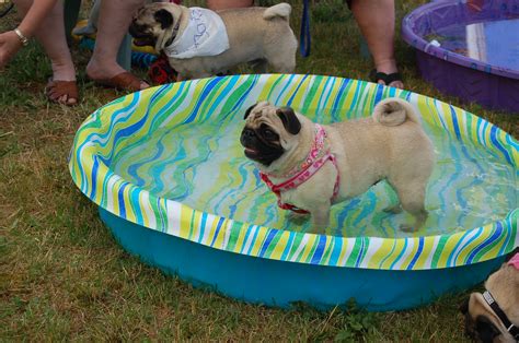 Summer Pug Pool Party 2010