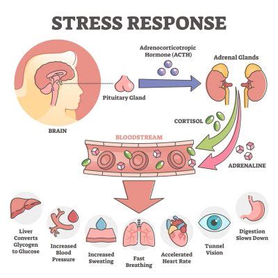 Cortisol in stress response