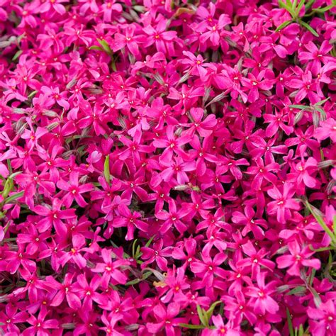 Carpet Phlox Mix | Plants for Sale from Gurney's