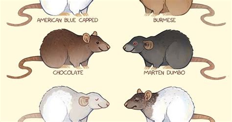 Rat Coat Types | Ratties | Pinterest | Ratos