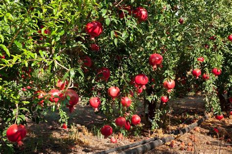 11 Tips on How to Grow Pomegranate Fruit Trees - Hort Zone