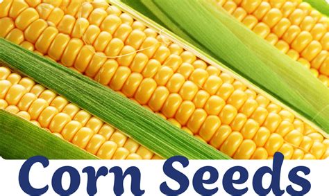 Corn Seed | IFA Country Stores